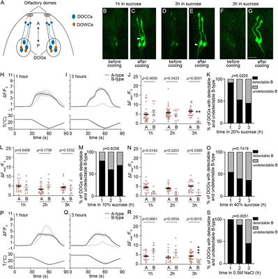 The impacts of hypertonic conditions on Drosophila larval cool cells